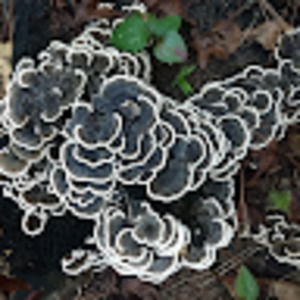 Meet your Posher, Fay